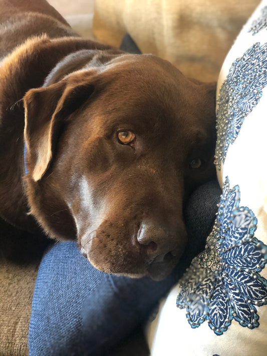 Lost pet