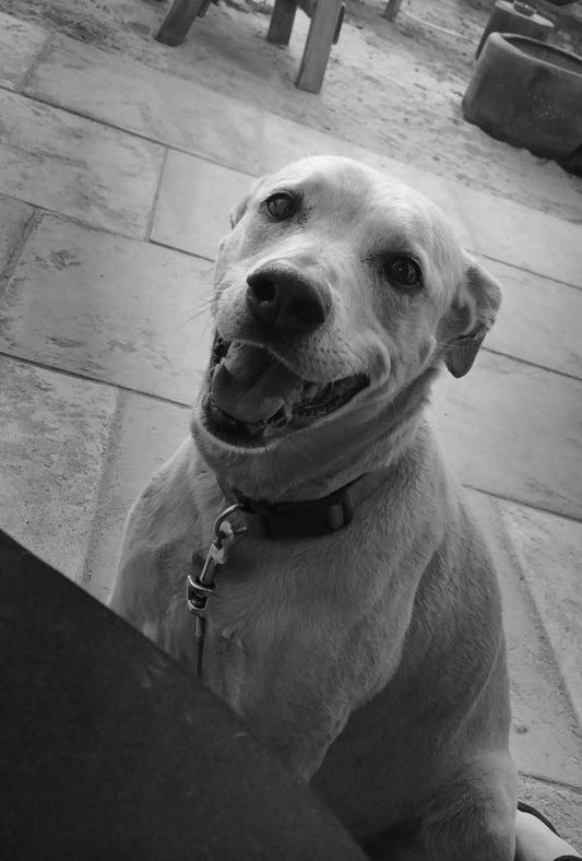 Joey 2005-2023